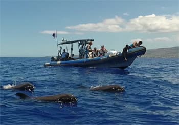 Observation de dauphins avec Bato Pei