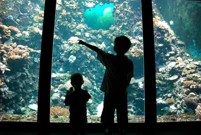 Aquarium de la Réunion