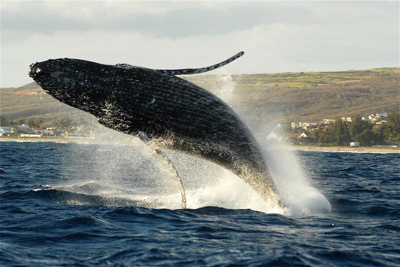 Observation de baleines à bosses