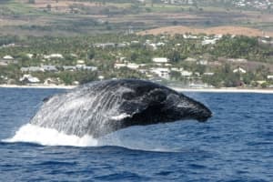 Baleines à bosses à l'île de la Réunion