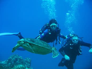 Scuba diving turtles